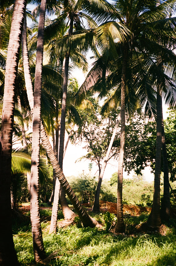 Photo shot on Olympus XA2, image 3