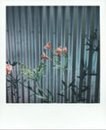 A square instant photograph print featuring delicate pink flowers with green stems in front of a corrugated metal wall, with a white border at the bottom.