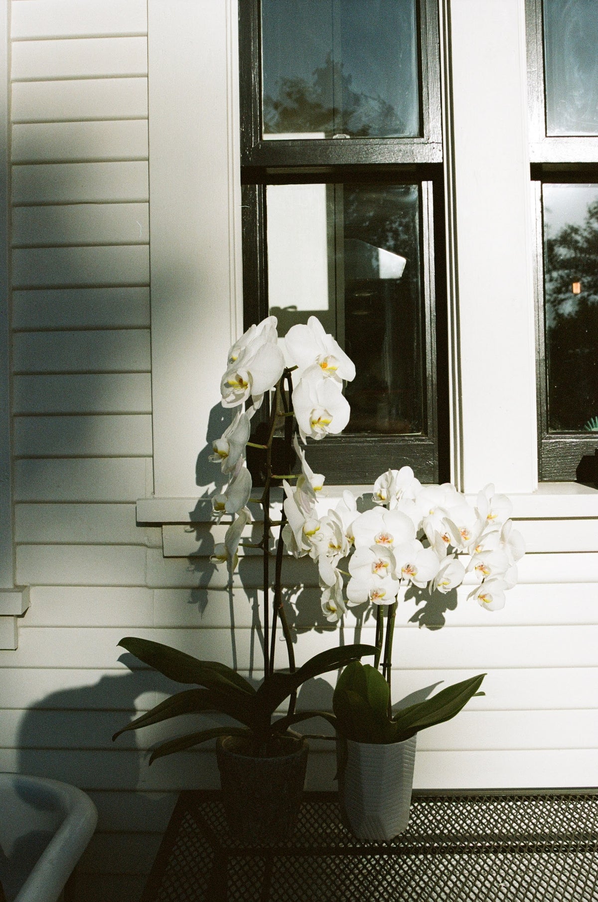 Shot on the Minolta Maxxum 7000