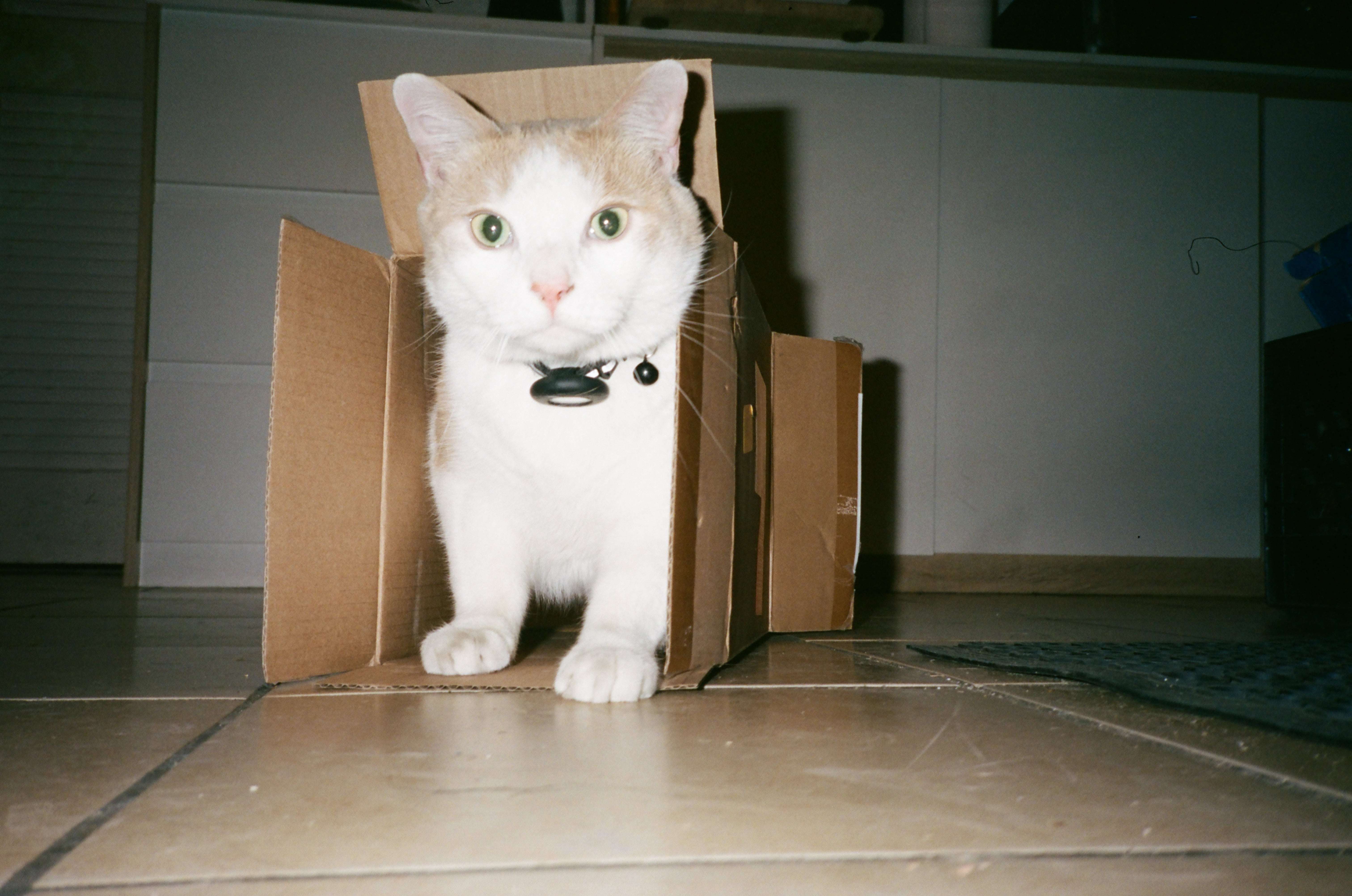 Kodak Portra 400 Color – Brooklyn Film Camera