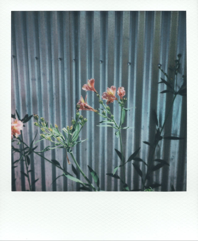 A square instant photograph print featuring delicate pink flowers with green stems in front of a corrugated metal wall, with a white border at the bottom.