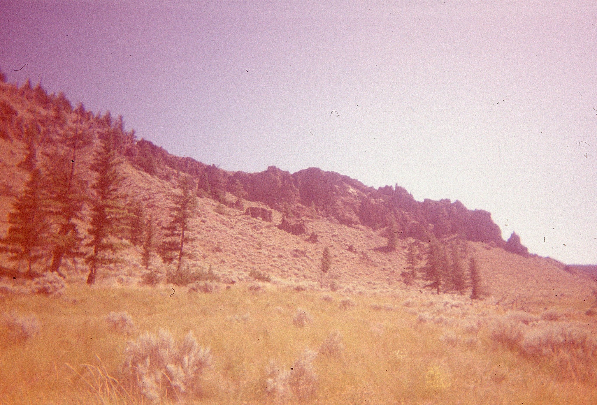 Random Expired Film 120