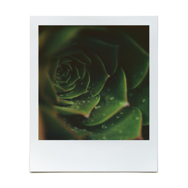 Shot with the Macro Lens Set on Polaroid film by Brendon Parker