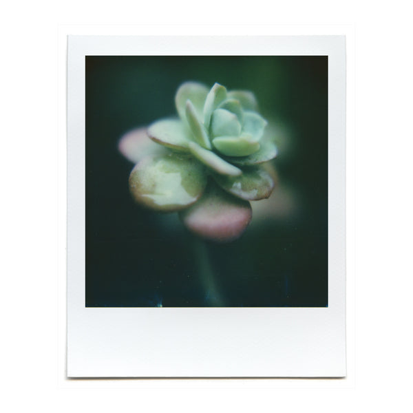 Shot with the Macro Lens Set on Polaroid film by Brendon Parker