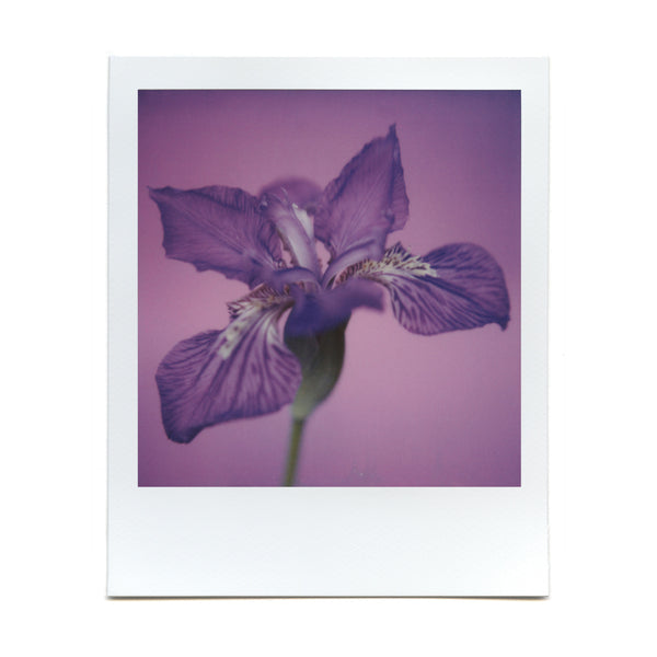 Shot with the Macro Lens Set on Polaroid film by Brendon Parker