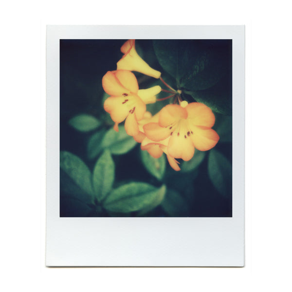 Shot with the Macro Lens Set on Polaroid film by Brendon Parker