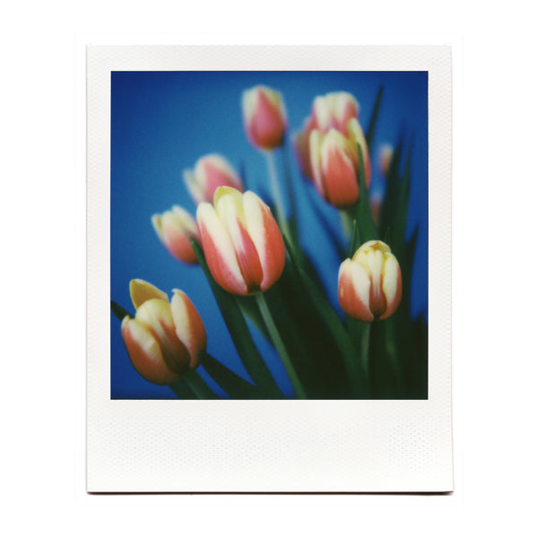 Shot with the Macro Lens Set on Polaroid film by Brendon Parker