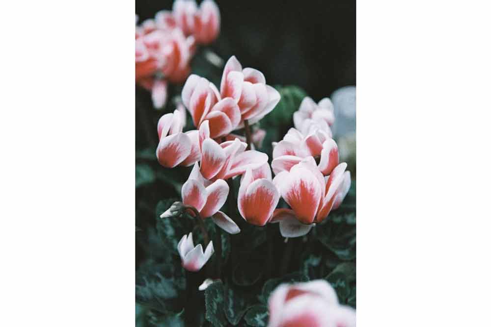 LomoChrome Color 92 :: Color