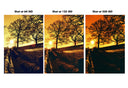 Harman Red :: Redscale