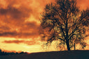 Harman Red :: Redscale