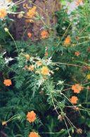 Kodak Kodacolor 200 :: Color