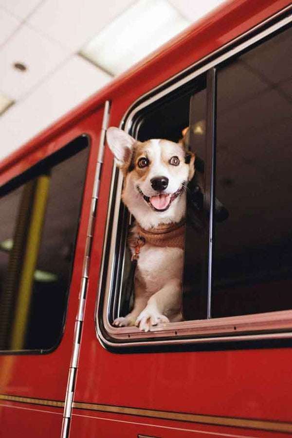 Kodak Kodacolor 200 :: Color sample