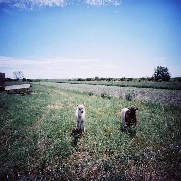 Lomography 100 | Color sample