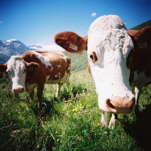 Lomography 100 | Color sample
