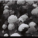 Lomography Orca :: B&W