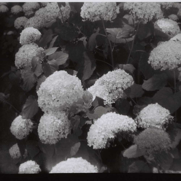 Lomography Orca :: B&W sample