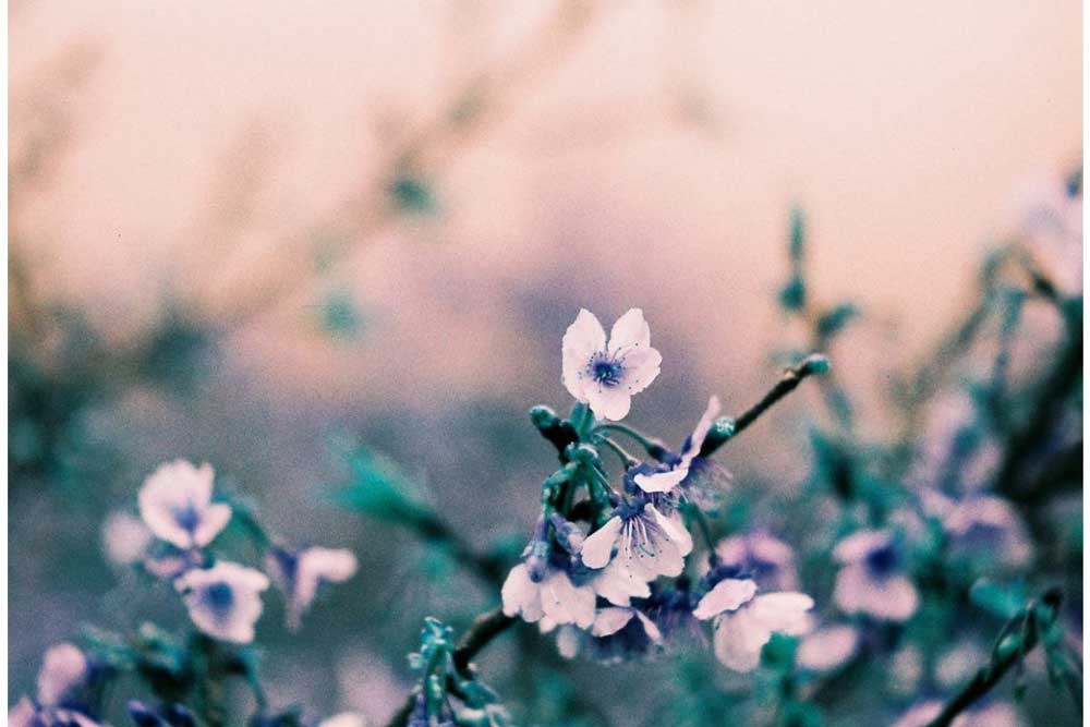 lomography×FREDPERRY LomoChrome Turquoise | Color 110 – Brooklyn Film Camera