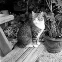 Lomography Lady Grey :: B&W