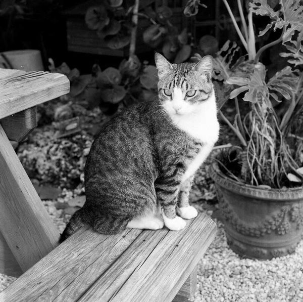 Lomography Lady Grey :: B&W sample