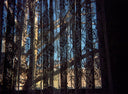 Lomography Tiger :: Color