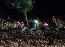 Lomography Tiger :: Color