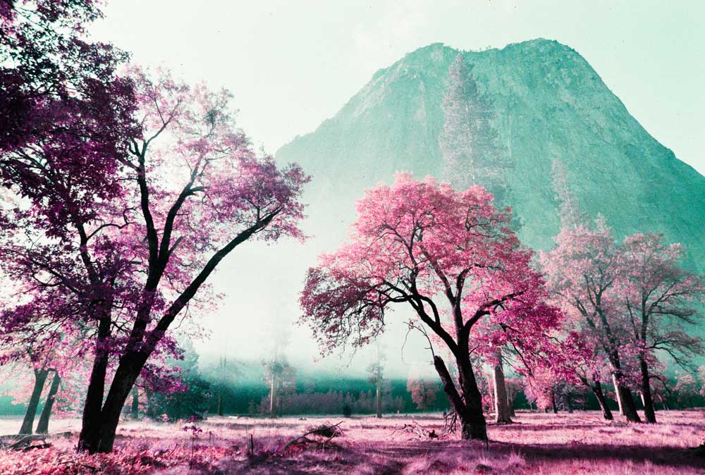 LomoChrome Purple | Color 110