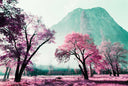 Lomography Purple :: Color