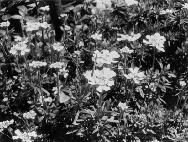 Photo shot on Pentax Auto 110, image 2