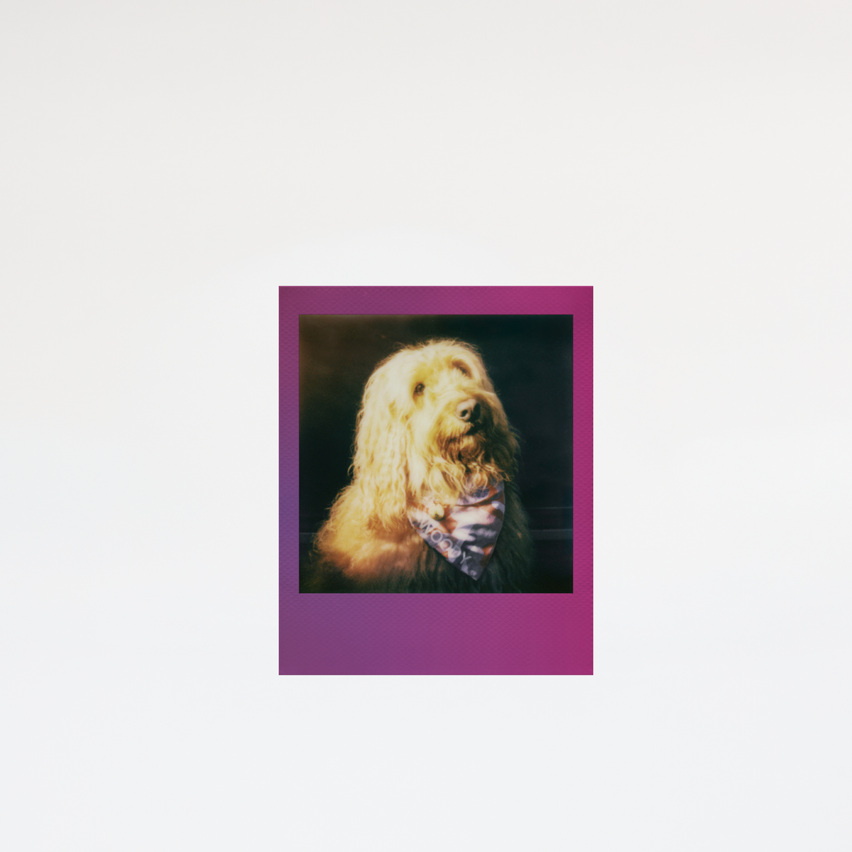 Polaroid GO | Color Film | Gradient Frames