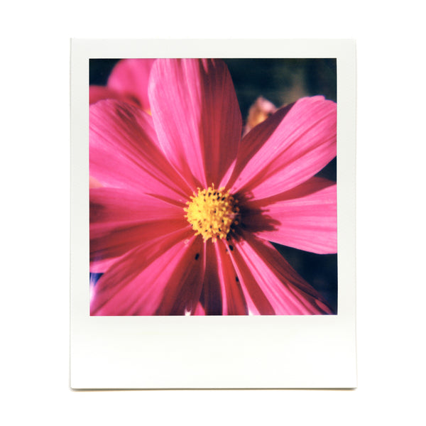 Shot with the Macro Lens Set on Polaroid film by Aviv Segev