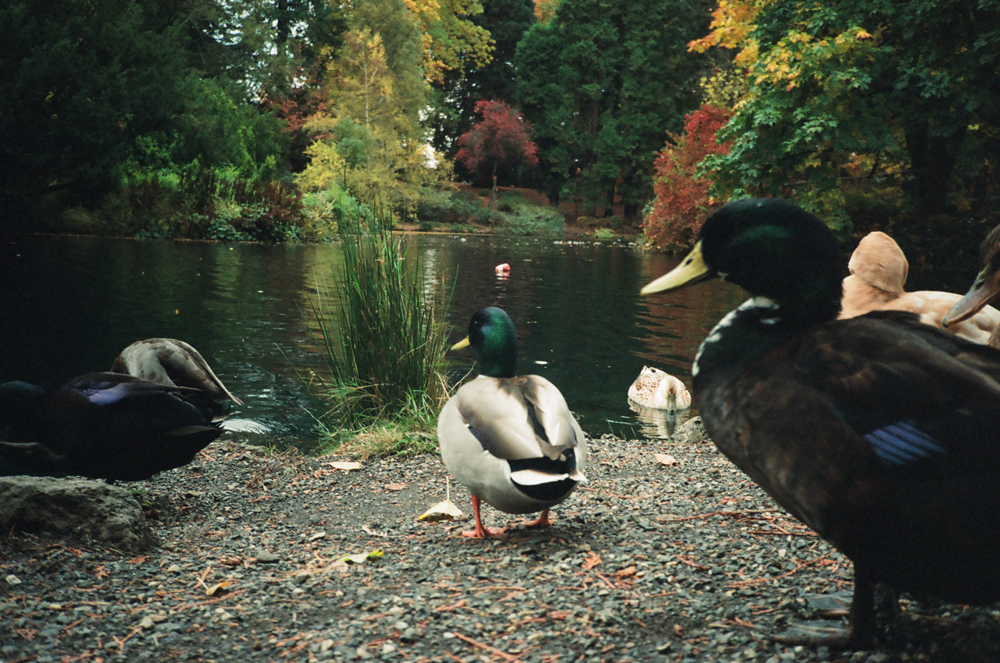 Shot on the Olympus XA4 Macro