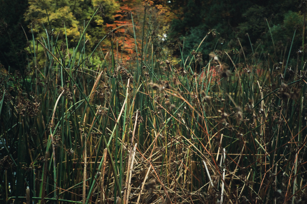 Shot on the Olympus XA4 Macro