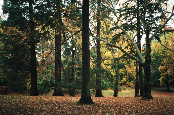 Photo shot on Olympus XA2 w/ A11 Flash, image 3