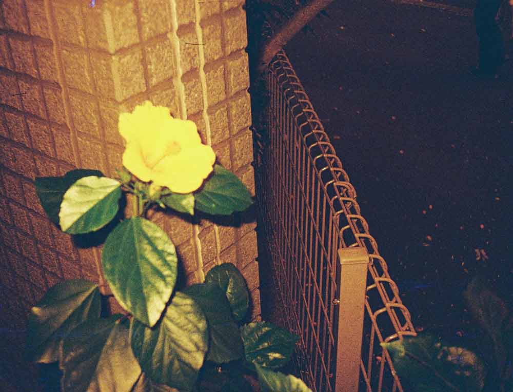 Lomography Lobster | Color