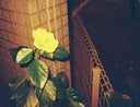 Lomography Lobster :: Color