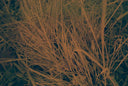 Seagull IR100 :: Color (expired)