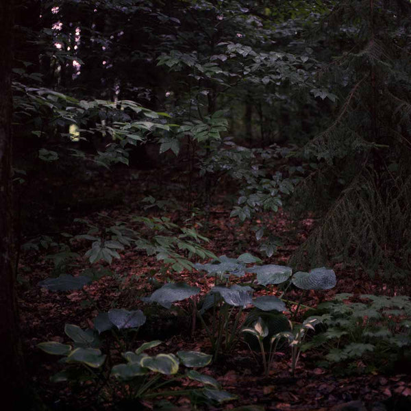 Cinestill 800T :: Color sample