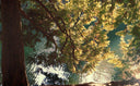 Fujicolor 200 :: Color