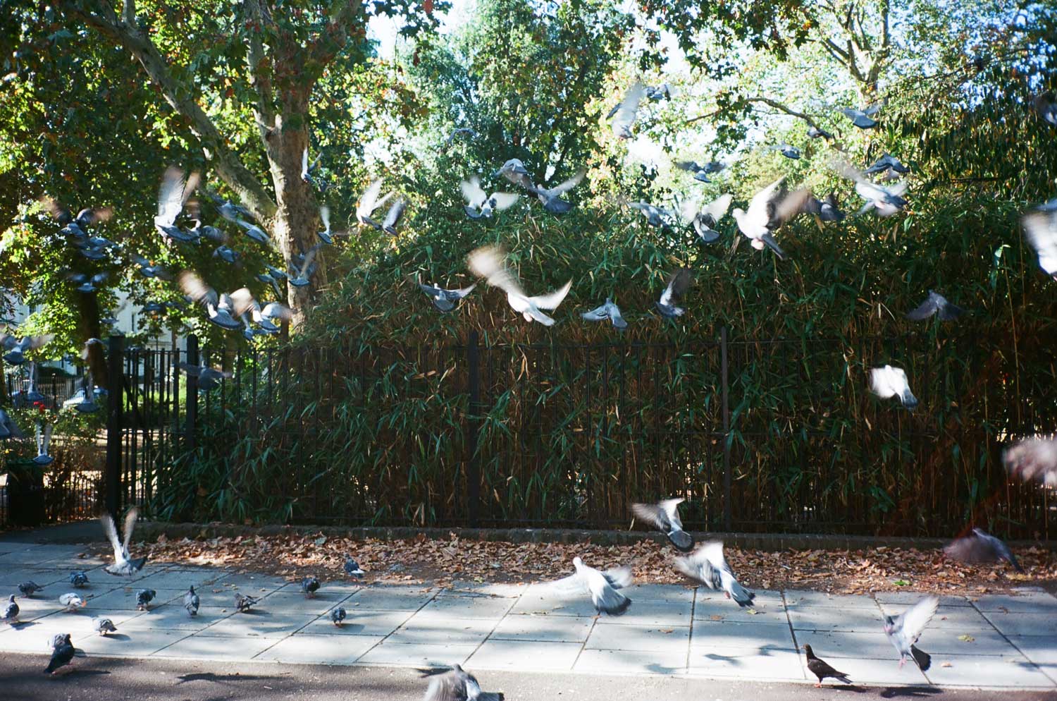 Kodak Ektar Film - Thumbnail 4