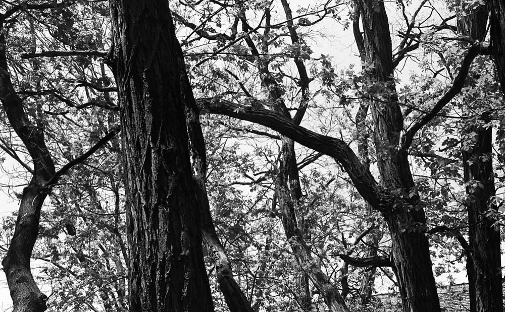 Eastman Kodak Tri-X 400 - B&W