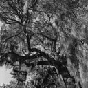 Lomography Lady Grey :: B&W