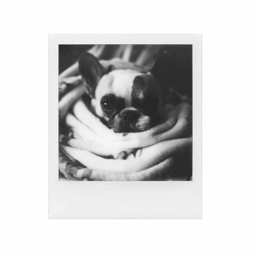 Polaroid 600 - B&W Film