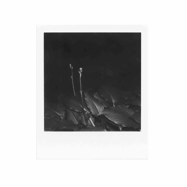 Polaroid 600 - B&W Film sample