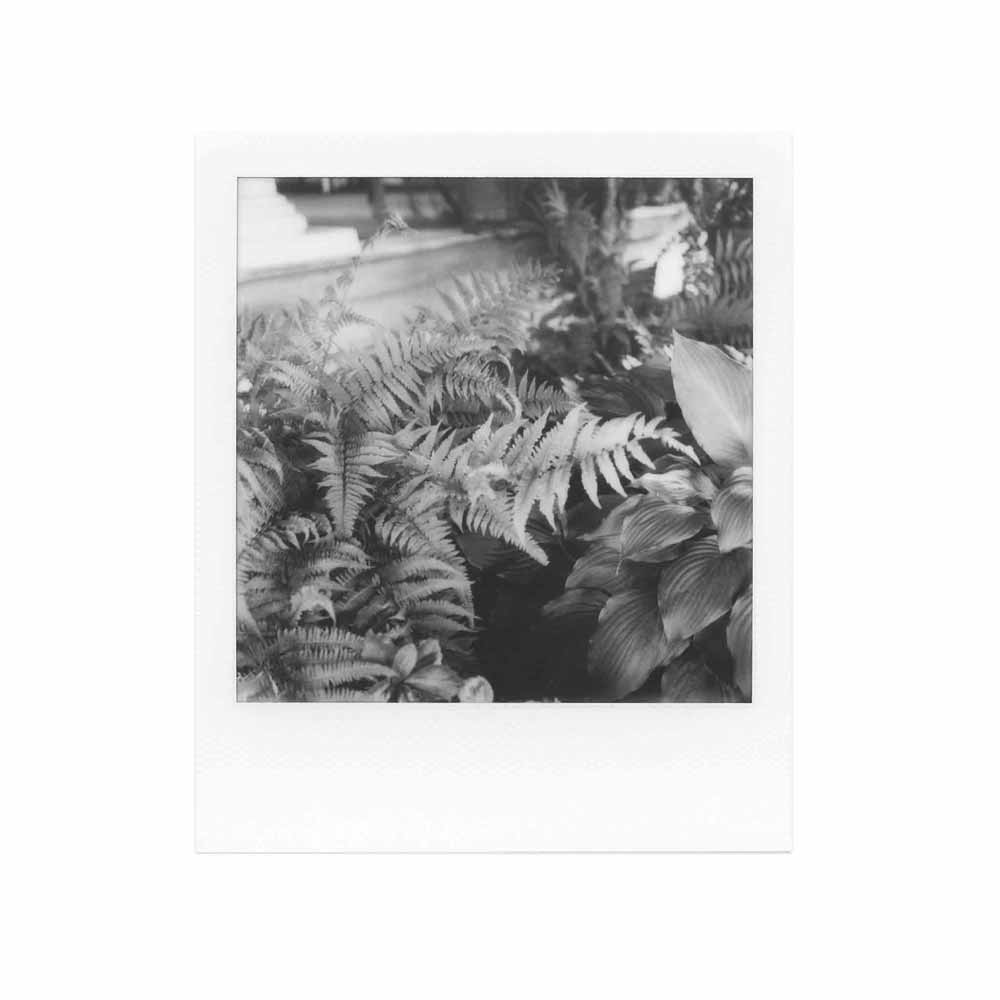 Polaroid 600 - B&W Film