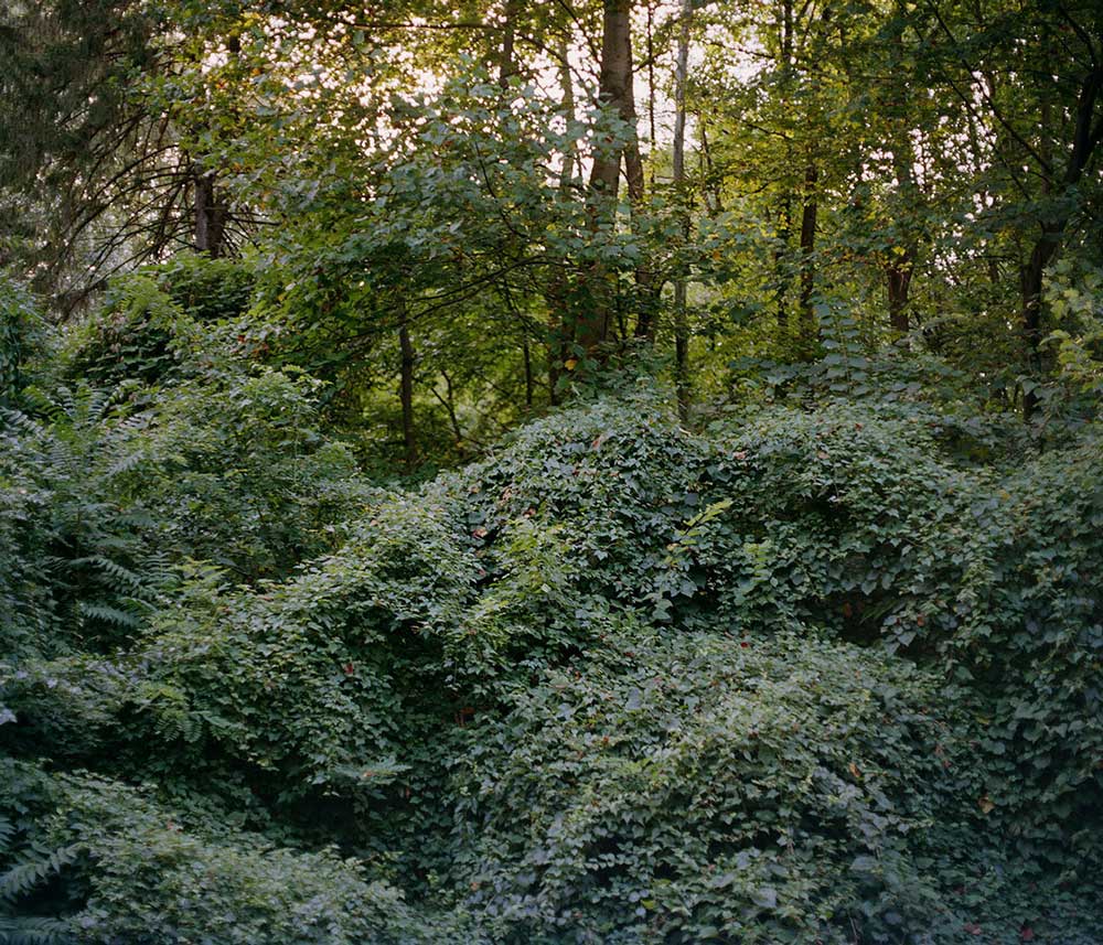 Kodak Portra 160 - Color