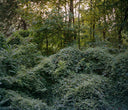 Kodak Portra 160 :: Color